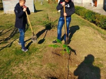 Школьники Александровского района приняли участие в акции «Классный лес»