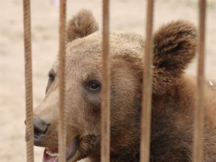 Дикий медведь решил прогуляться по Чебоксарам