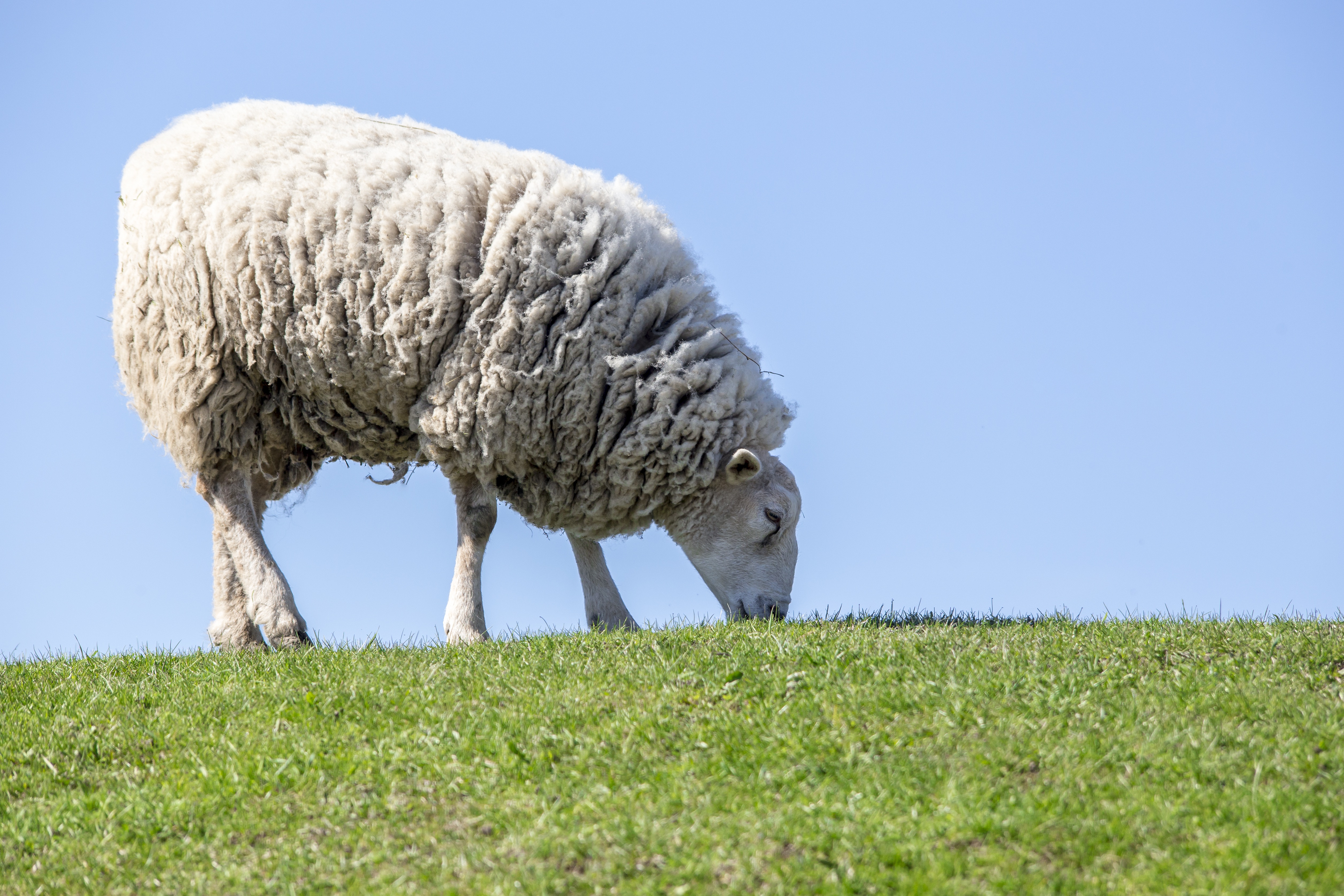 Sheep. Овца. Белая овца. Красивая Овечка. Белый баран.