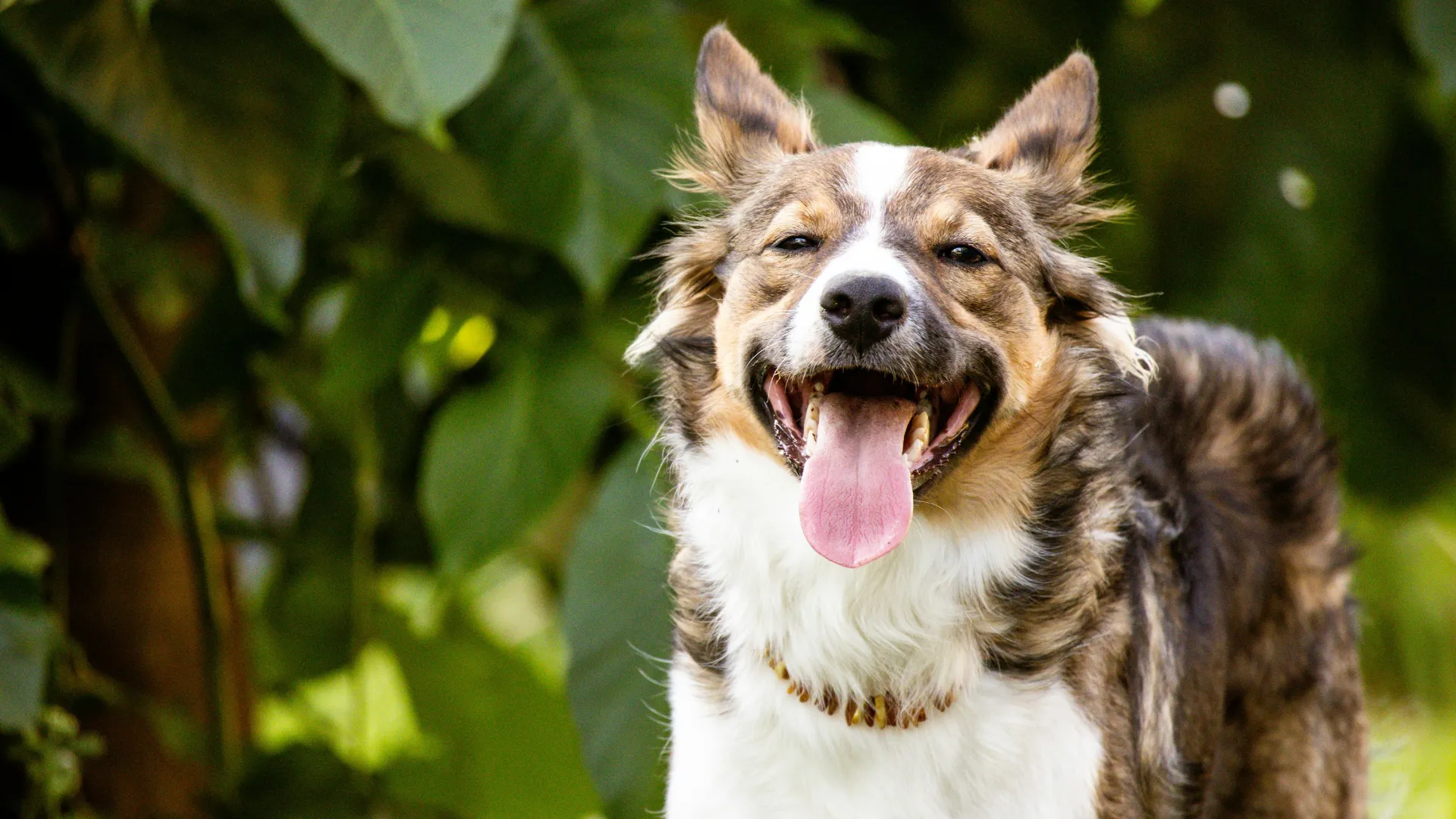Kennel Cough: Symptoms, Duration, and Treatment