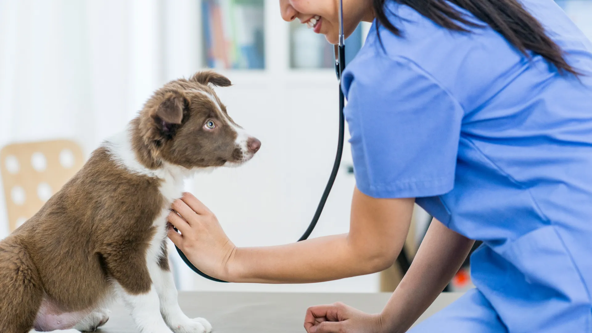 Asthma & Allergic Bronchitis in Dogs: Why Is My Dog Coughing Without Being Sick?