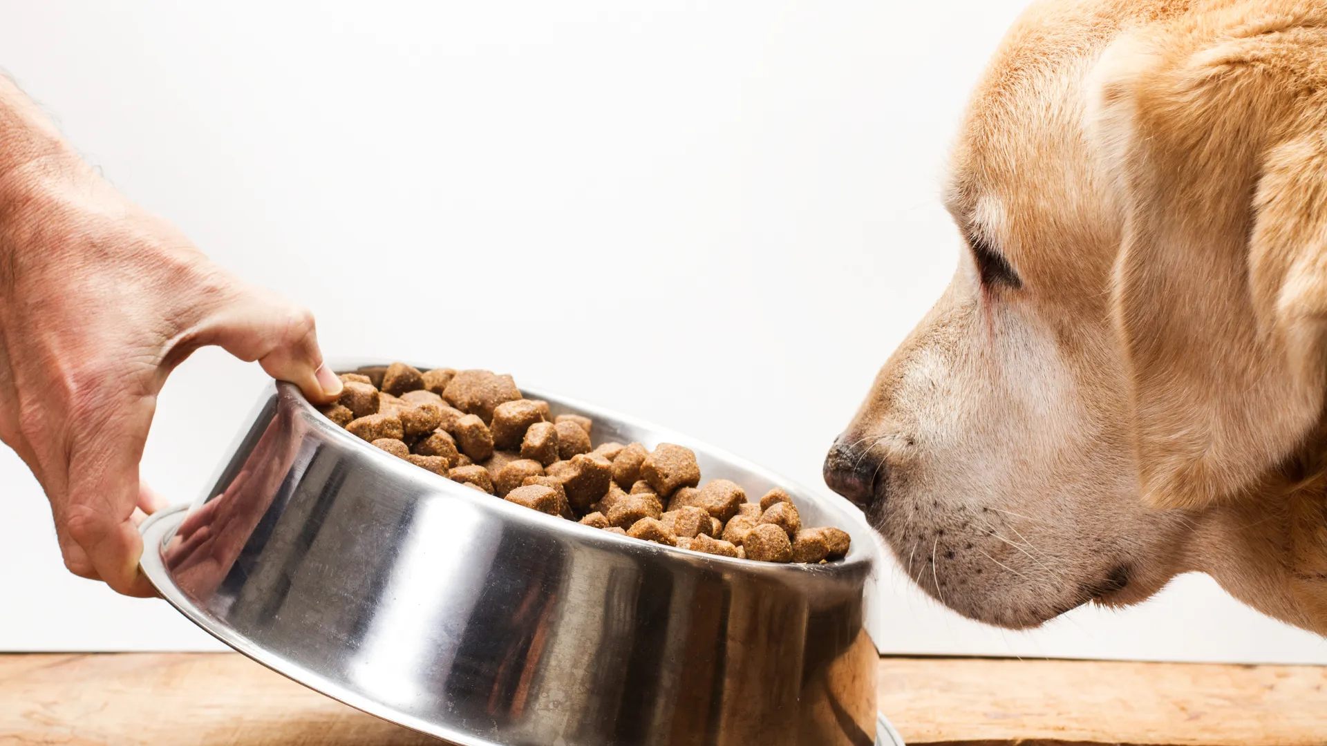 Changes in Canine Appetite: When It’s a Warning Sign