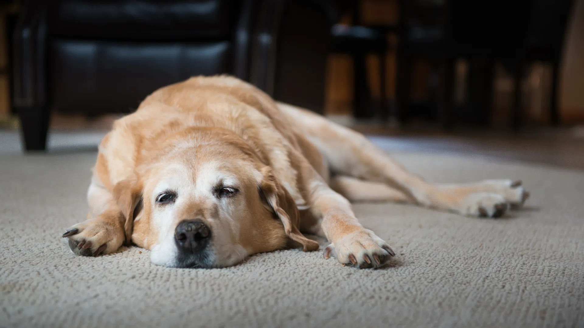 Old Dog Stopped Eating? Managing Appetite Loss in Senior Dogs