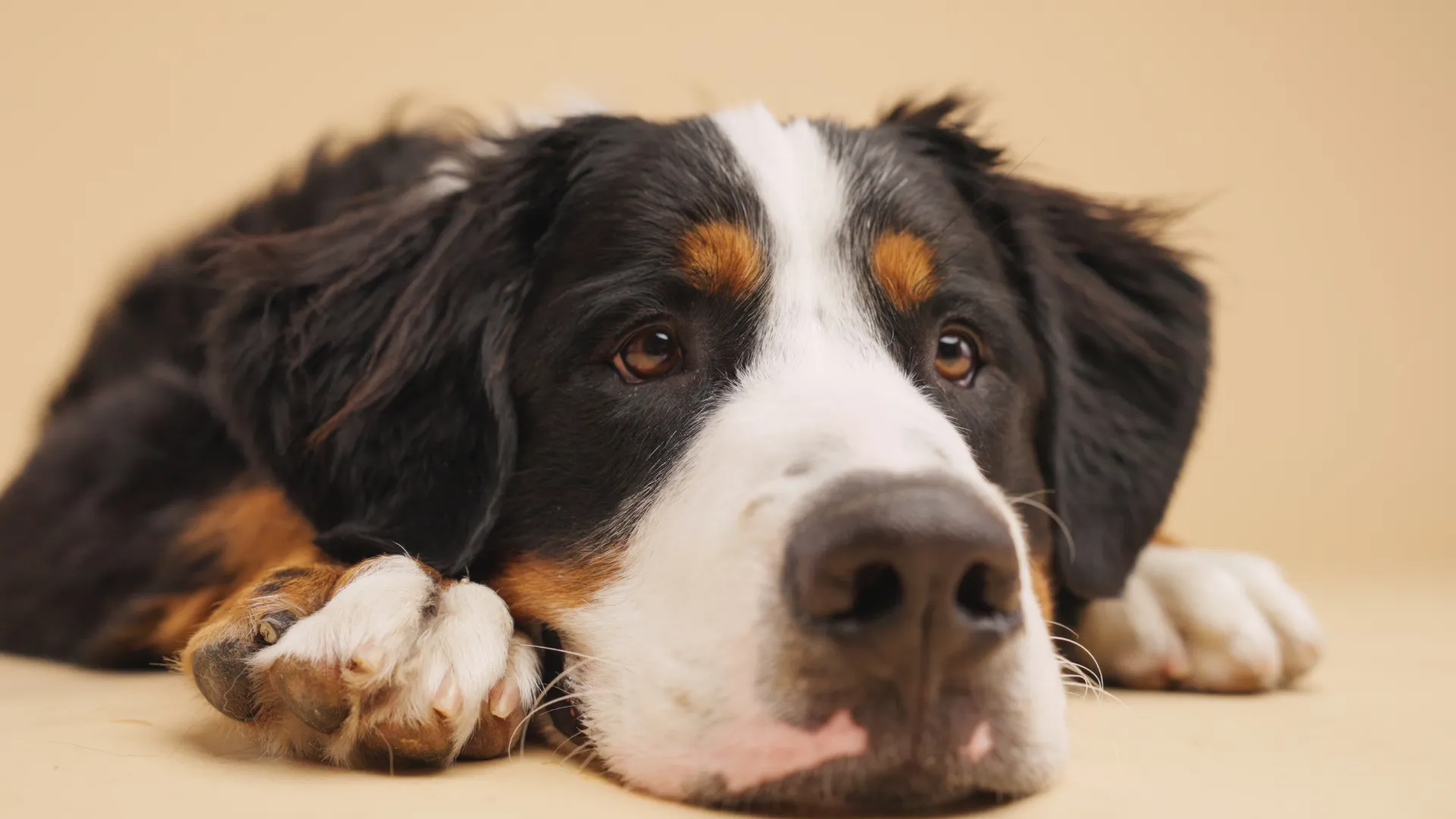 Benadryl for Dog Anxiety: Dosage Chart & Safety Guide (2026)