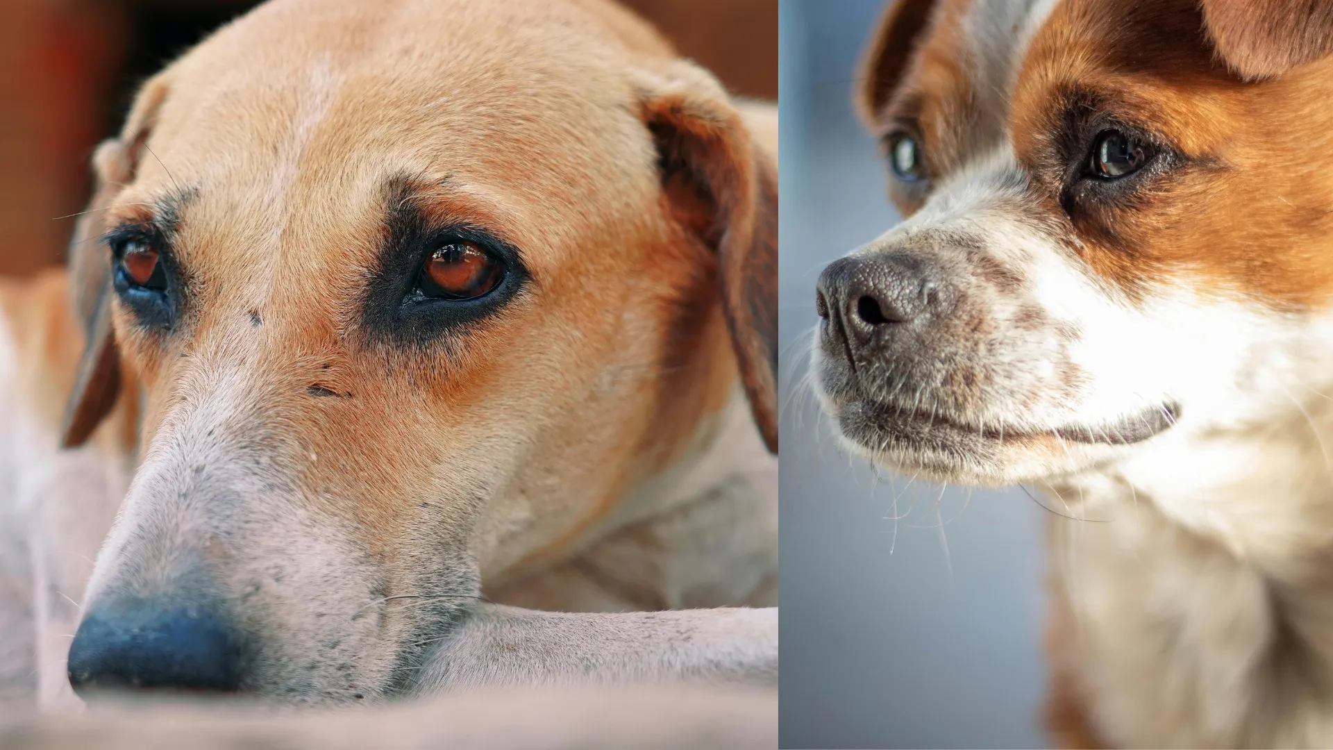 Dog Panic Attacks: Symptoms and How to Calm a Terrified Dog
