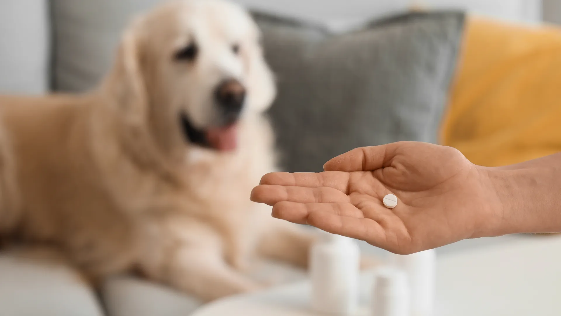 Trazodone for Dogs: Dosage, Side Effects & Anxiety Relief