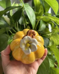 Ceramic pumpkin held in hand showing scale