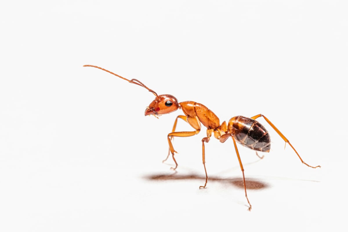Insects