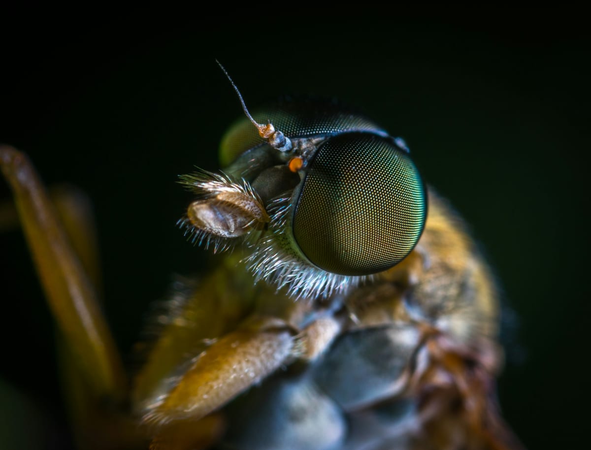 Insects