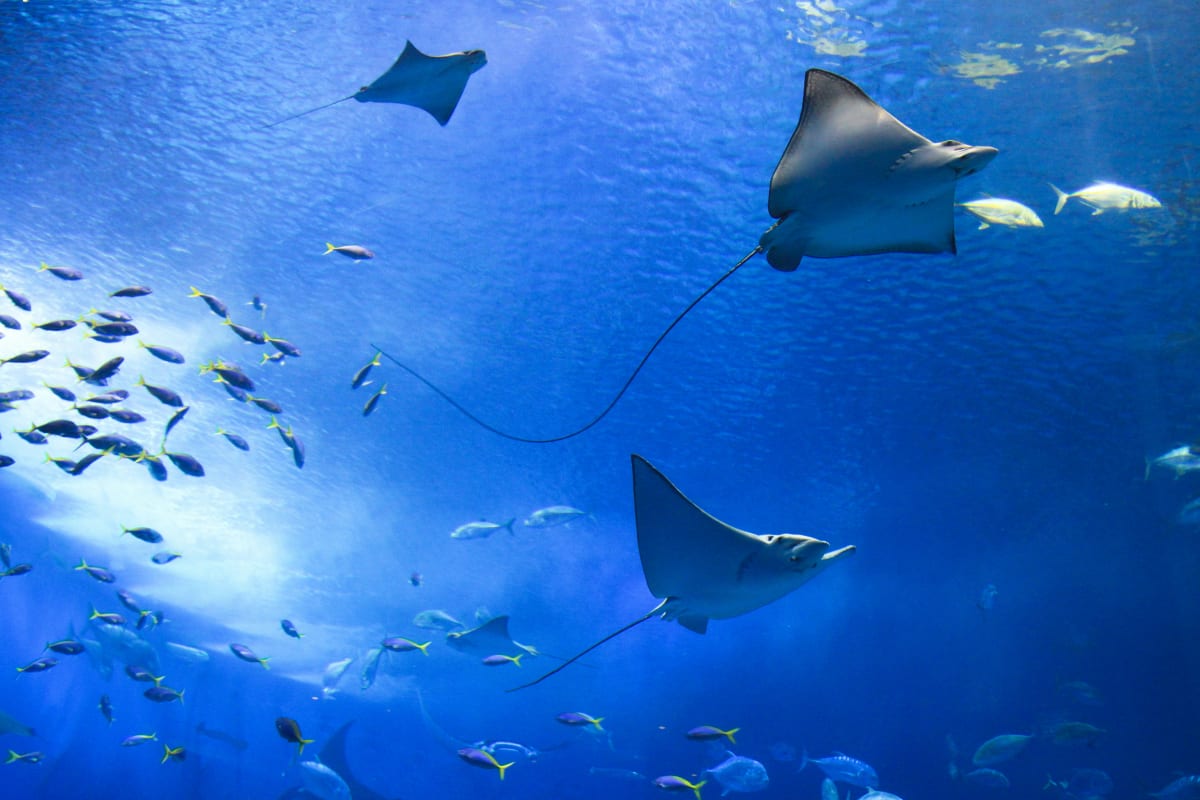 Sea Animals