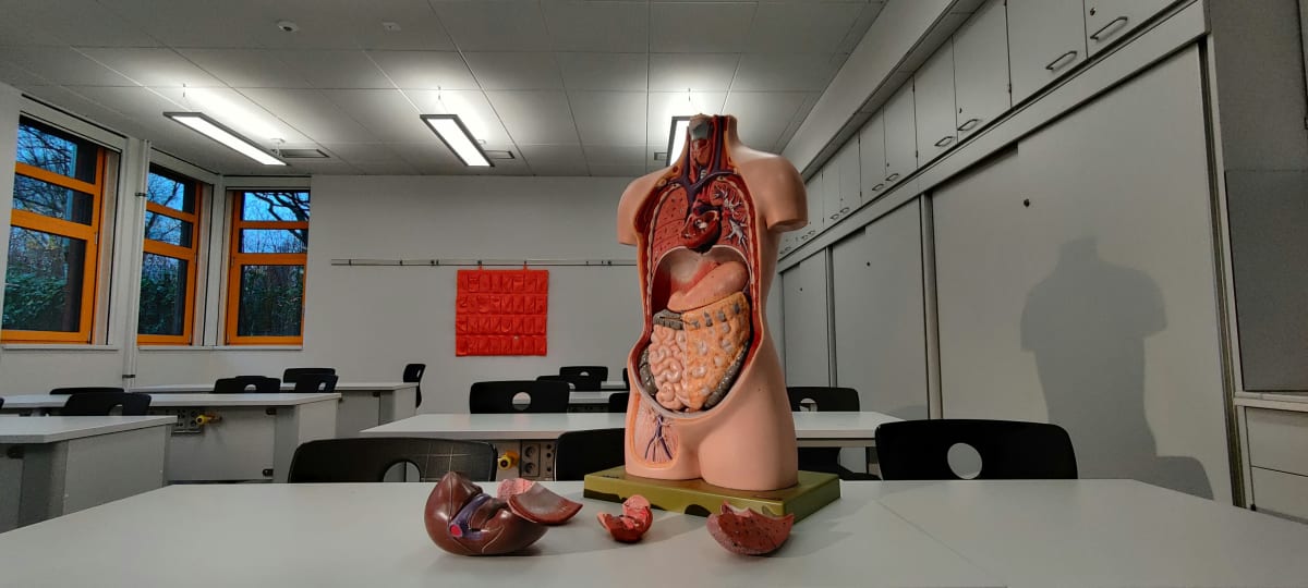 Organs & Systems