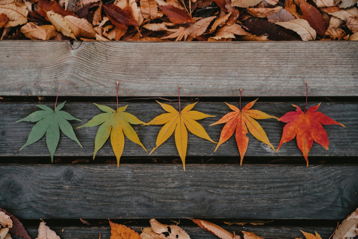 Seasons