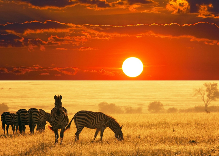 Sunset Wildlife Experience