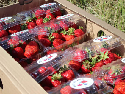 «Коломенская ягода» входит в 50 лучших производителей России