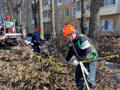 Сезон обрезки деревьев начался у рабочих Департамента городского хозяйства