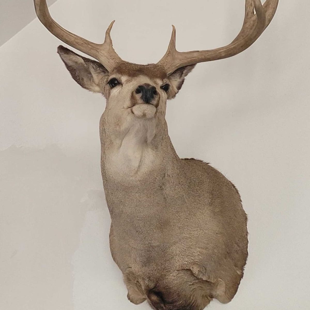 Stoddard Ranch - 5 Day Deer Hunt