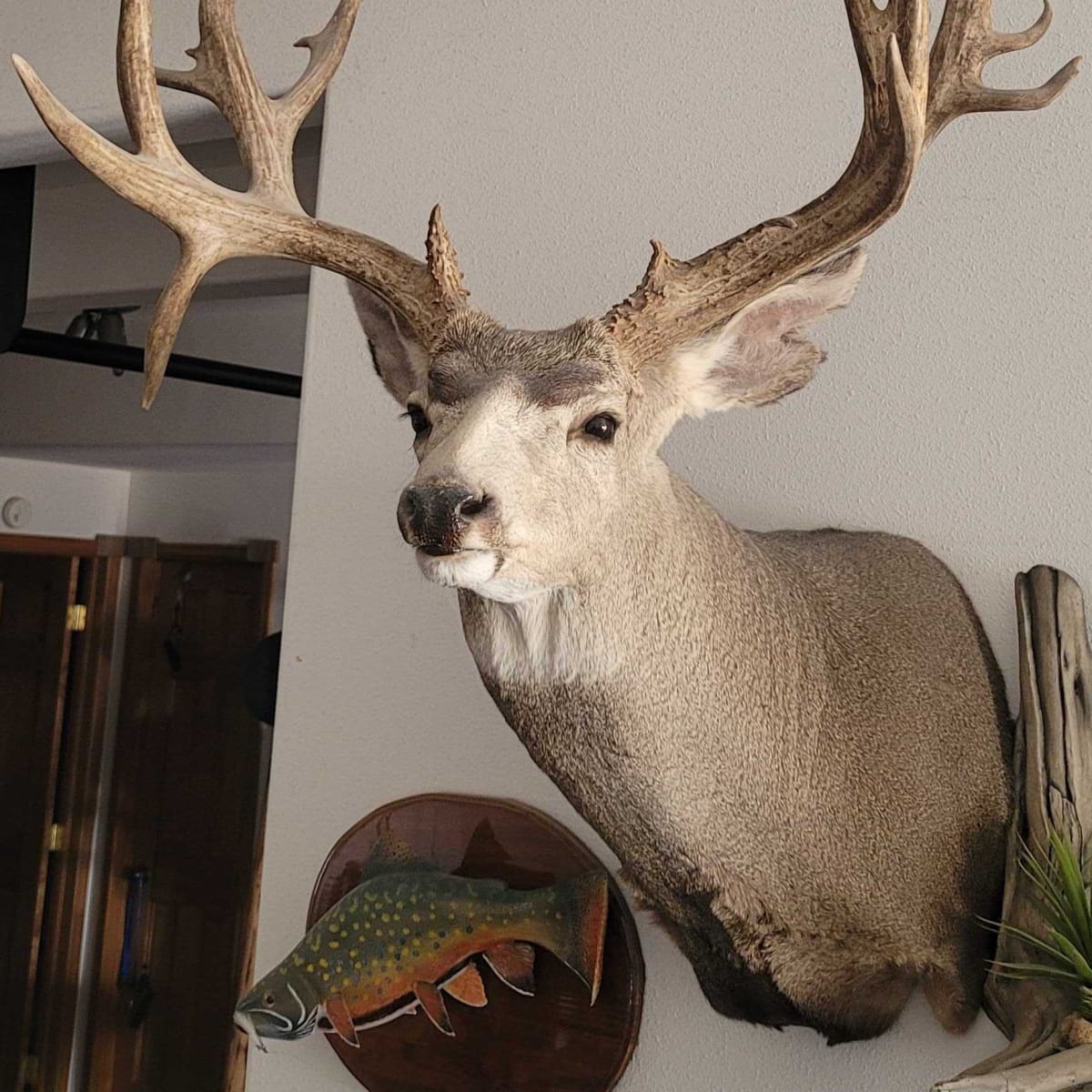 Stoddard Ranch - Mule Deer