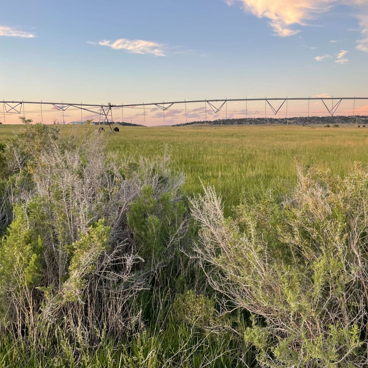 Goat Ranch Dove