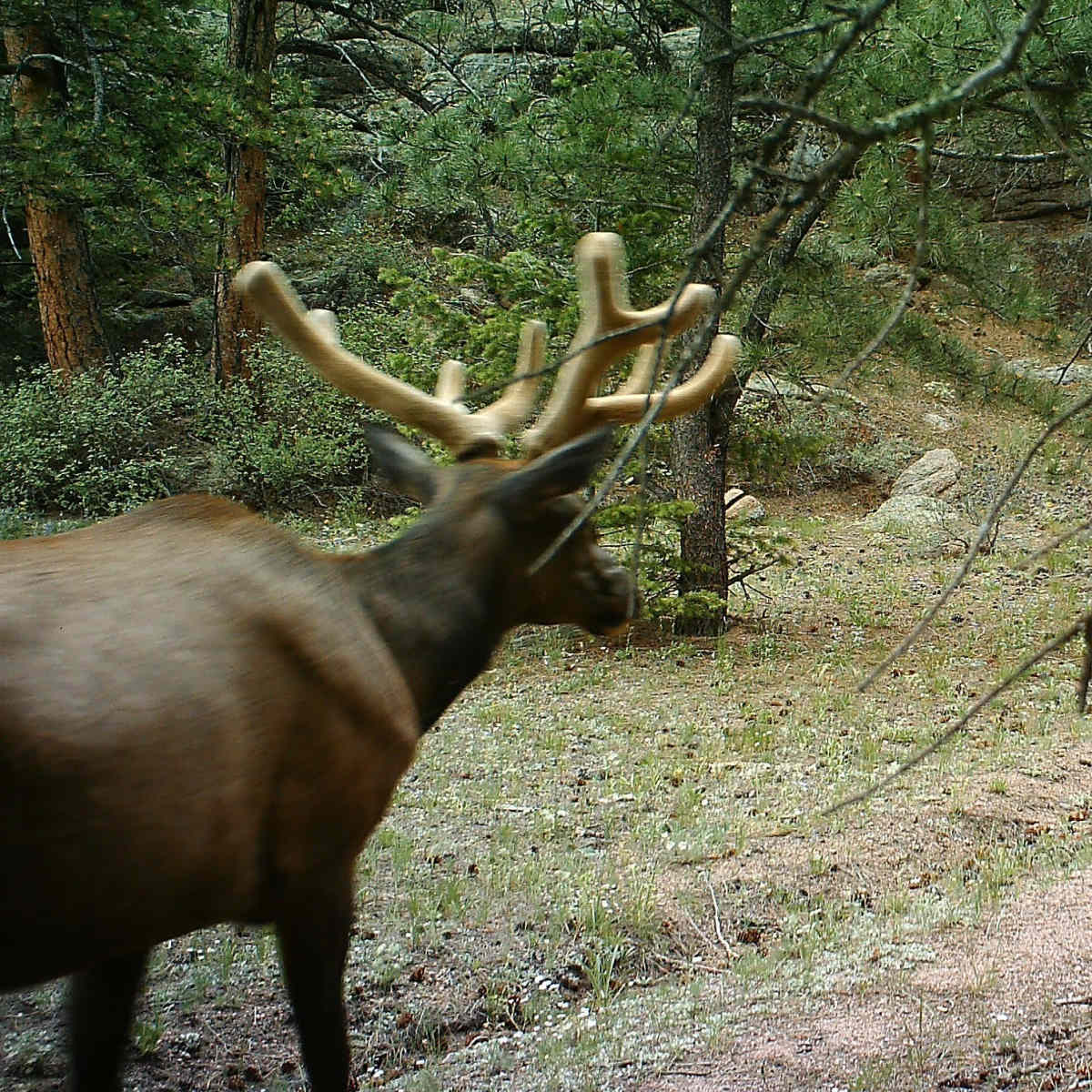 Mountain View - Elk