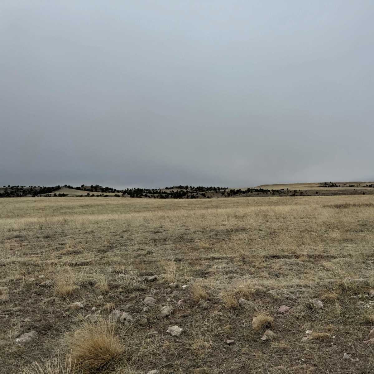 Chalk Bluffs Colorado - Elk