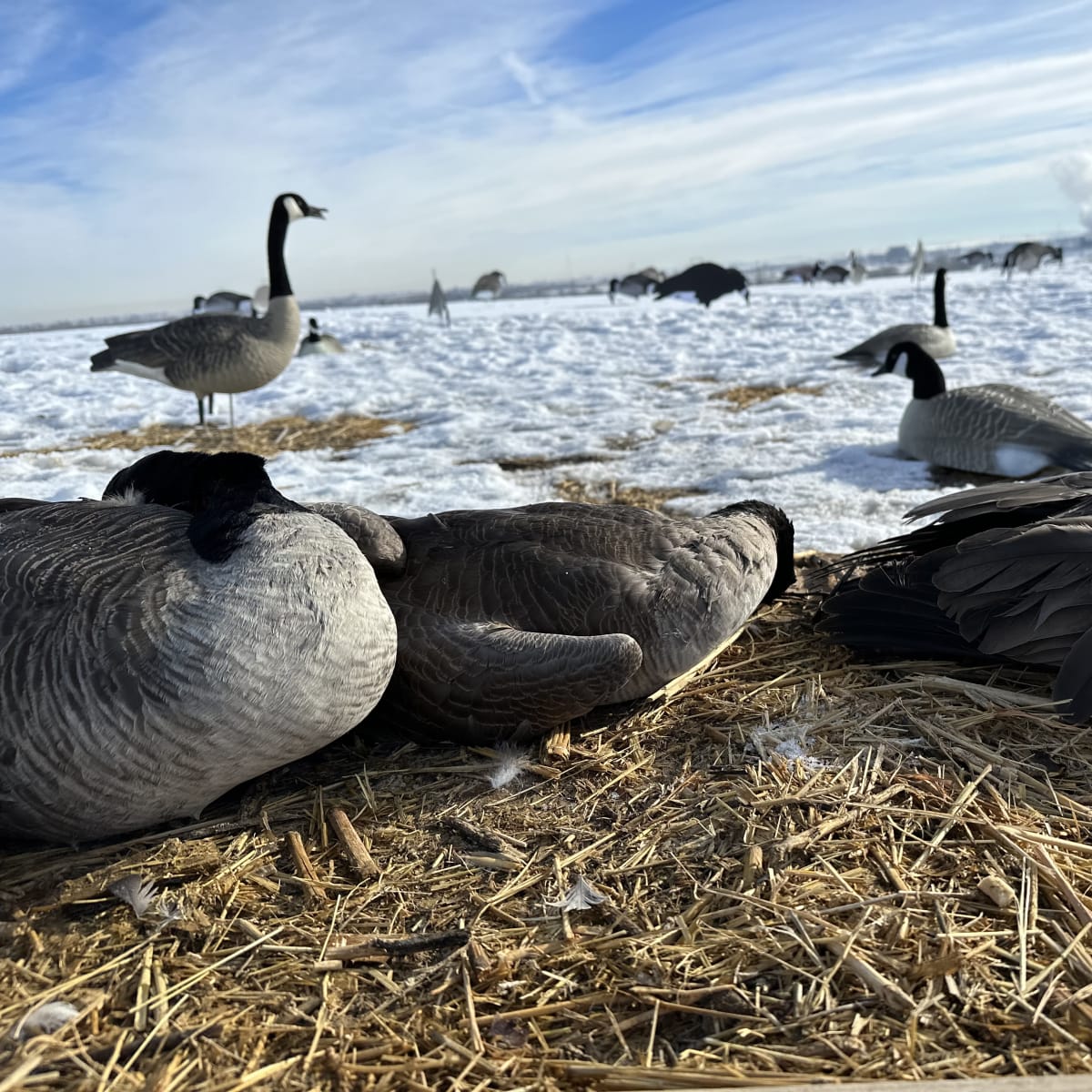 Rangeview Waterfowl - Layout