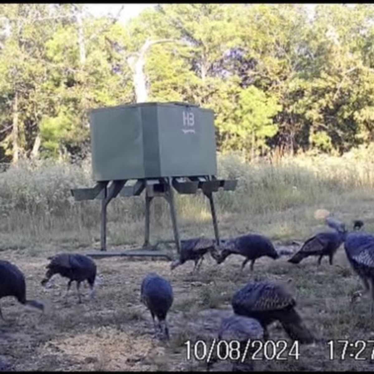 Mountain Fork Turkey 