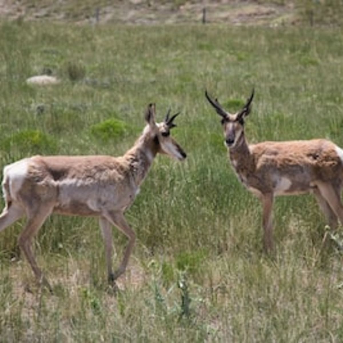 Bristol West - Pronghorn 