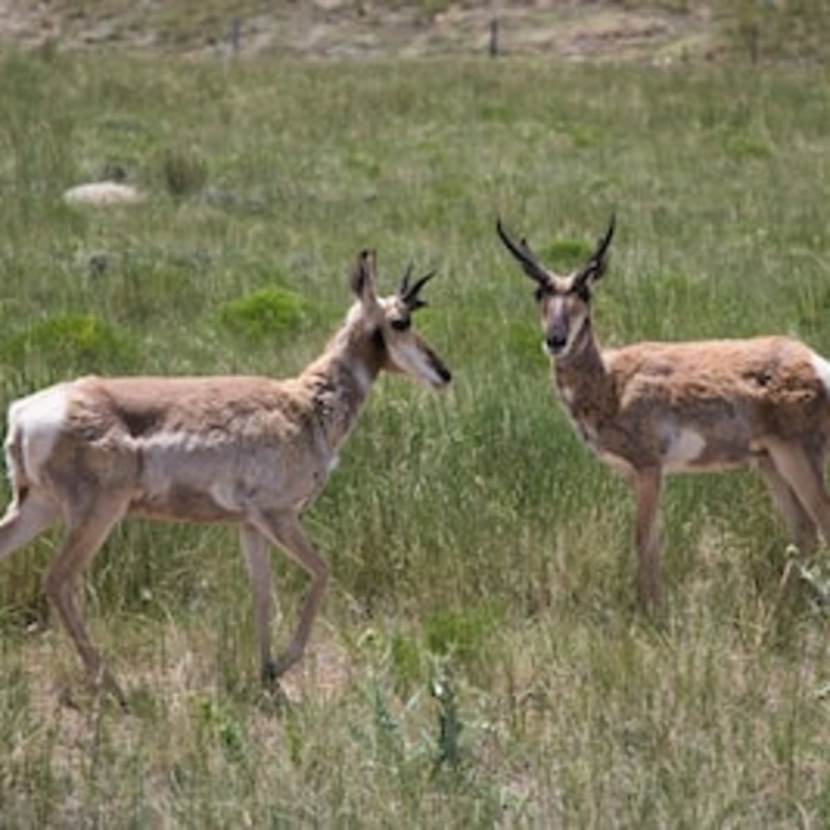 Little Bear - Pronghorn 3-Day