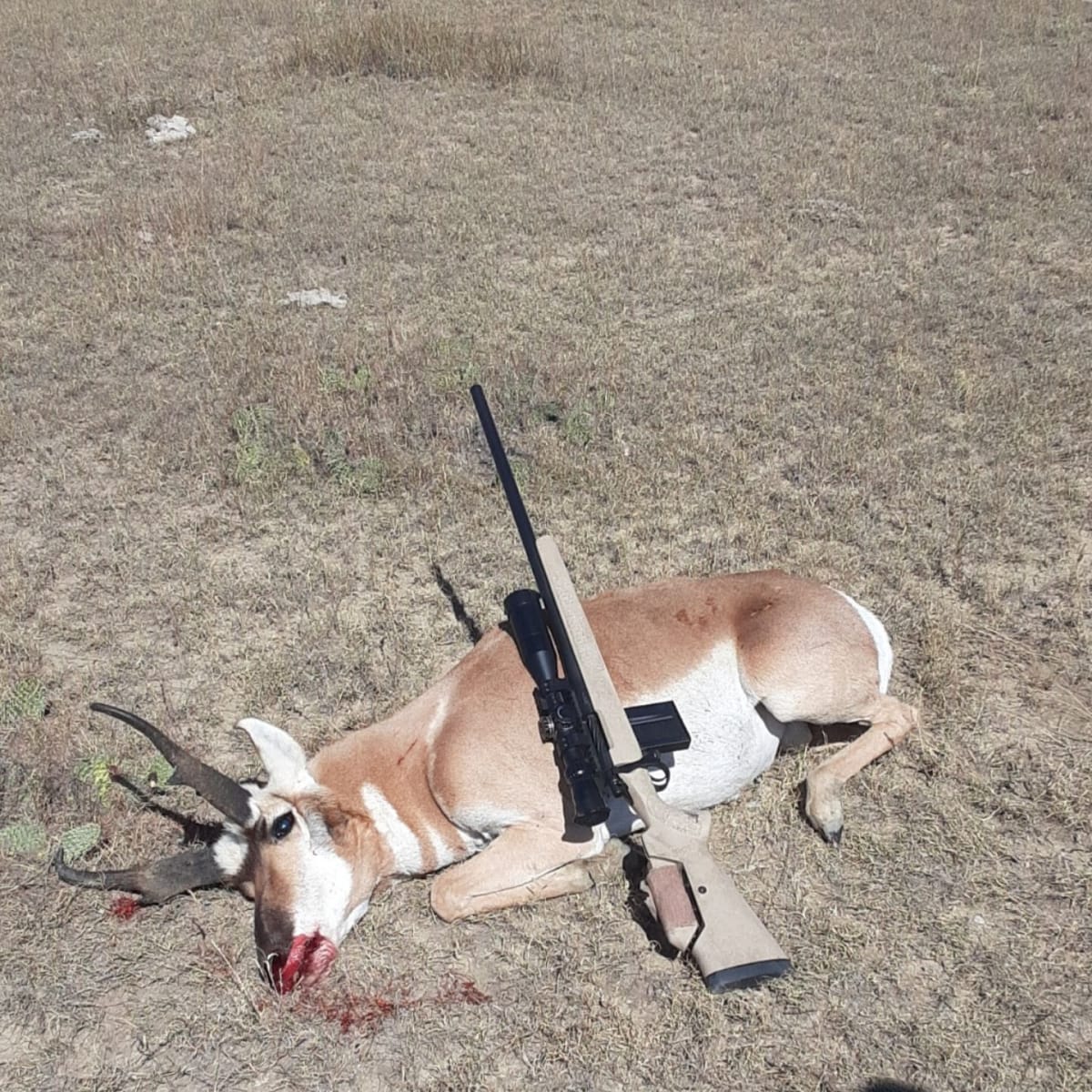 Simpson Creek - 3-Day Pronghorn