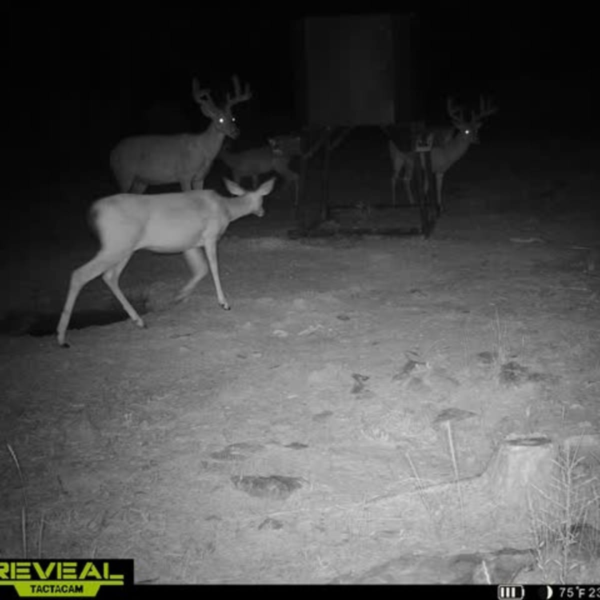 Smokestack Whitetail Doe