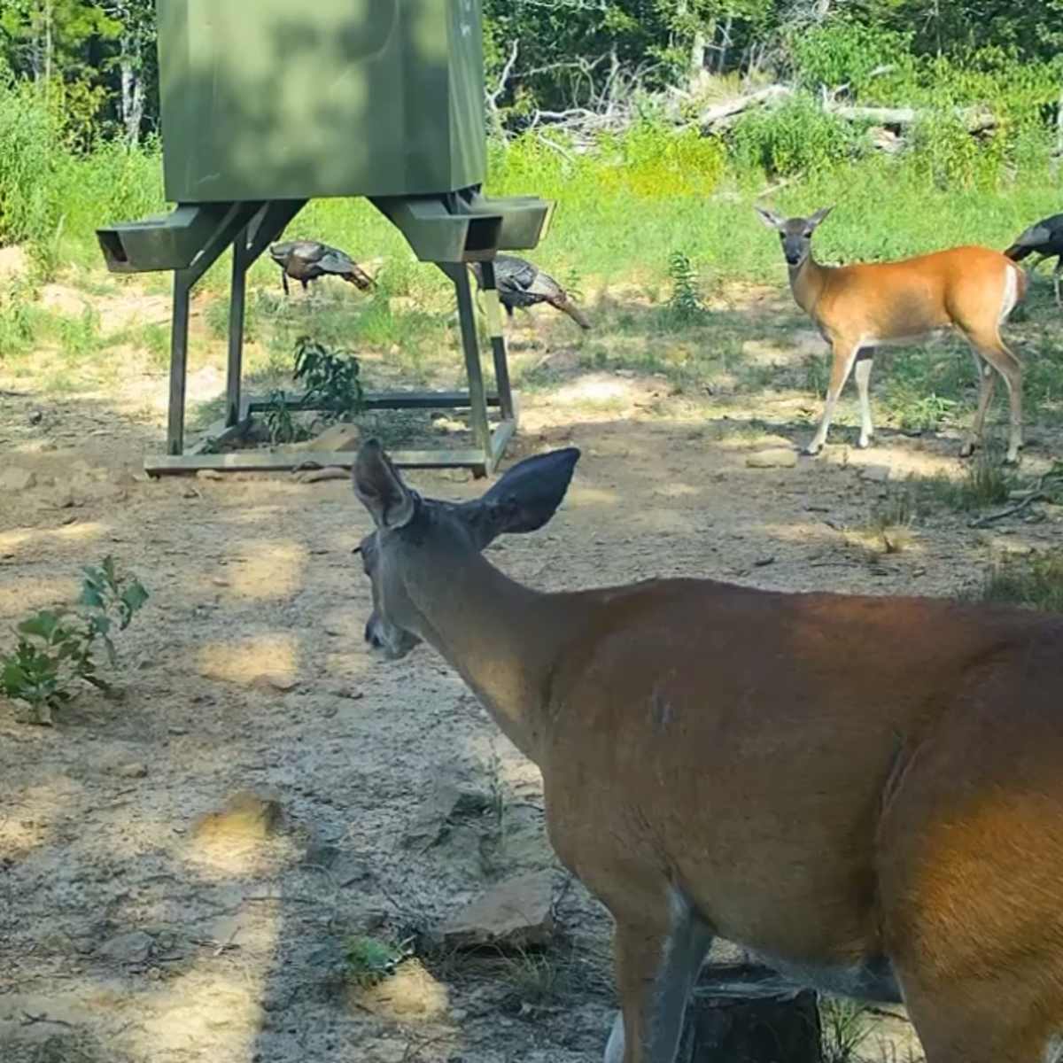 Smokestack Whitetail Doe