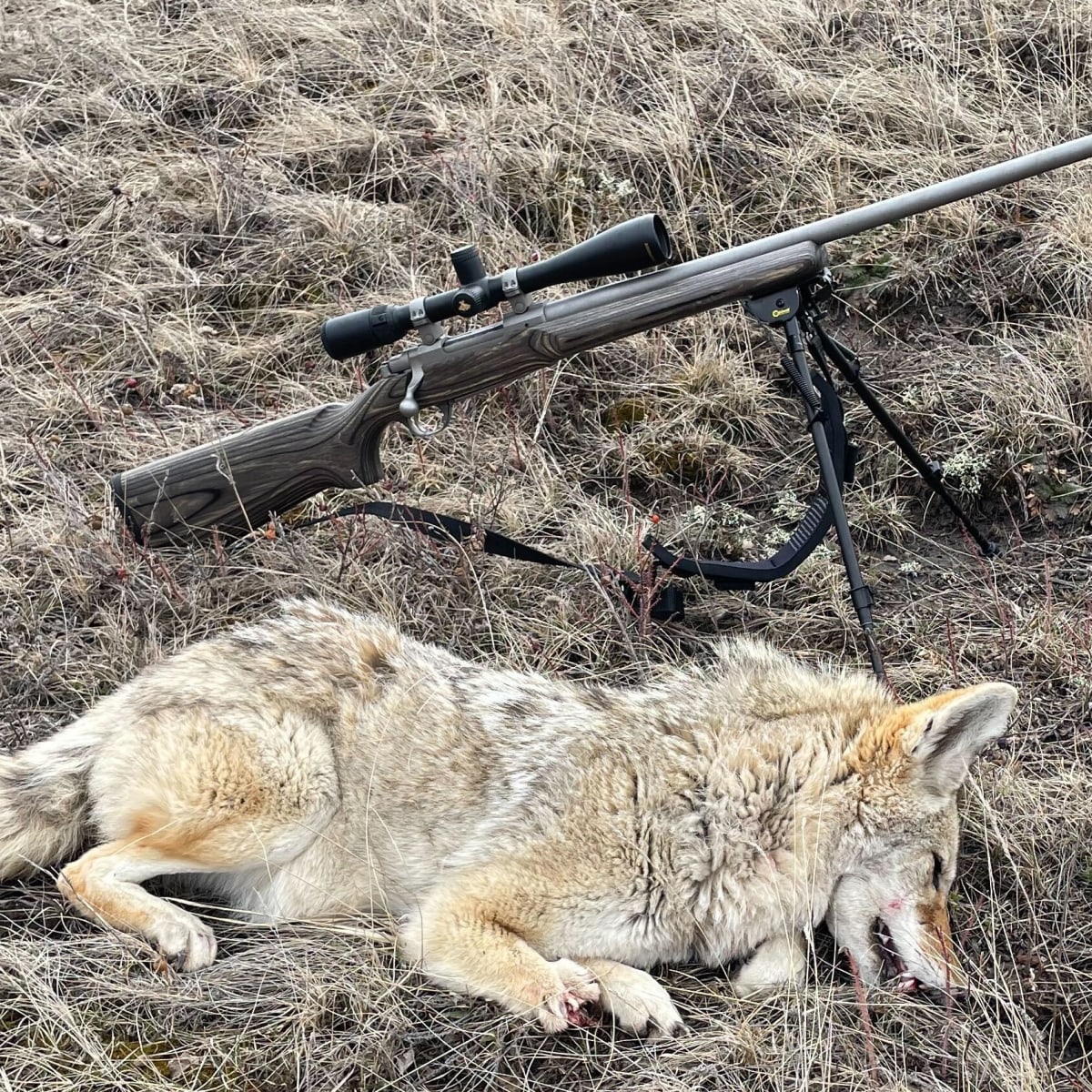 Feedlot Dogs - Predator