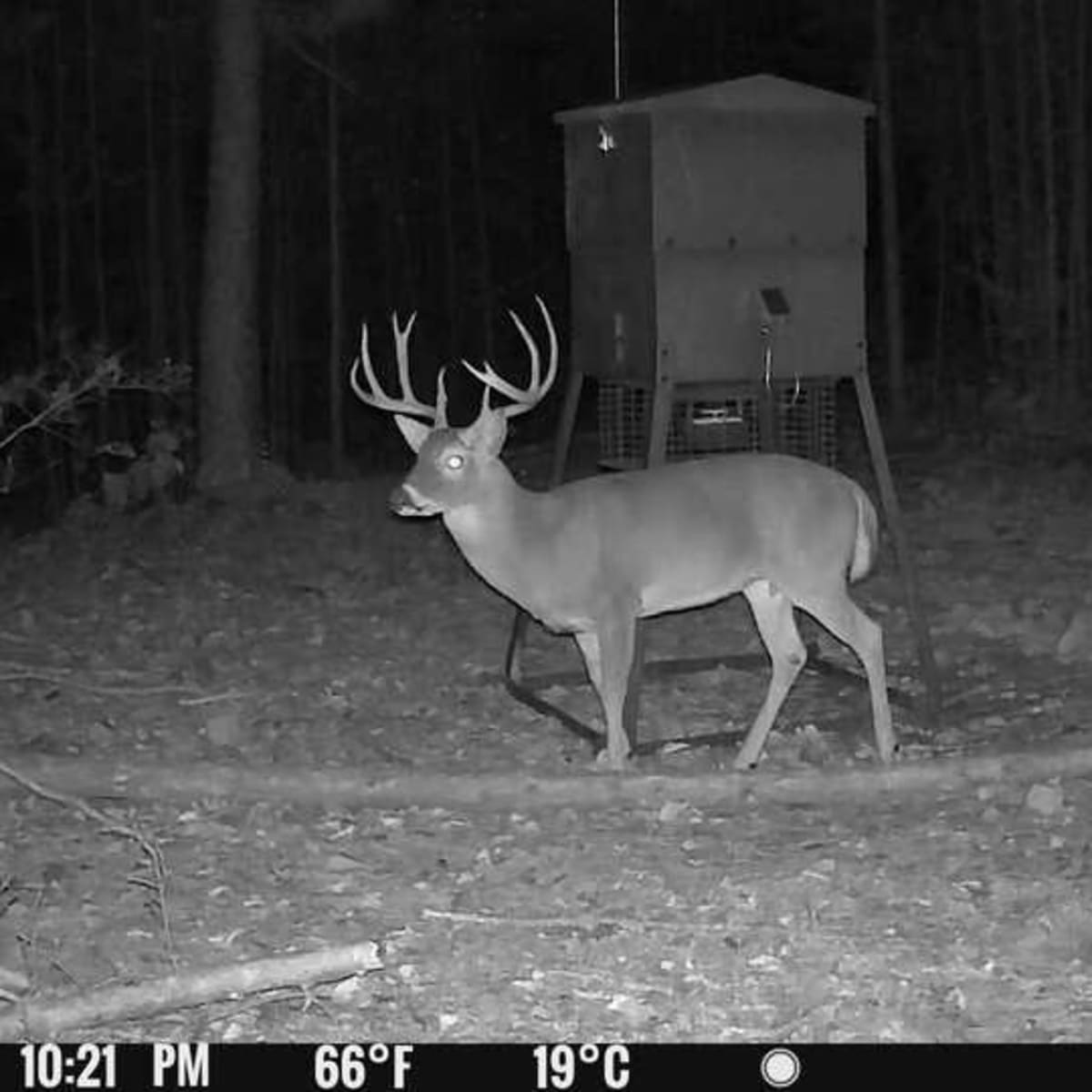 Whitetail Ridge