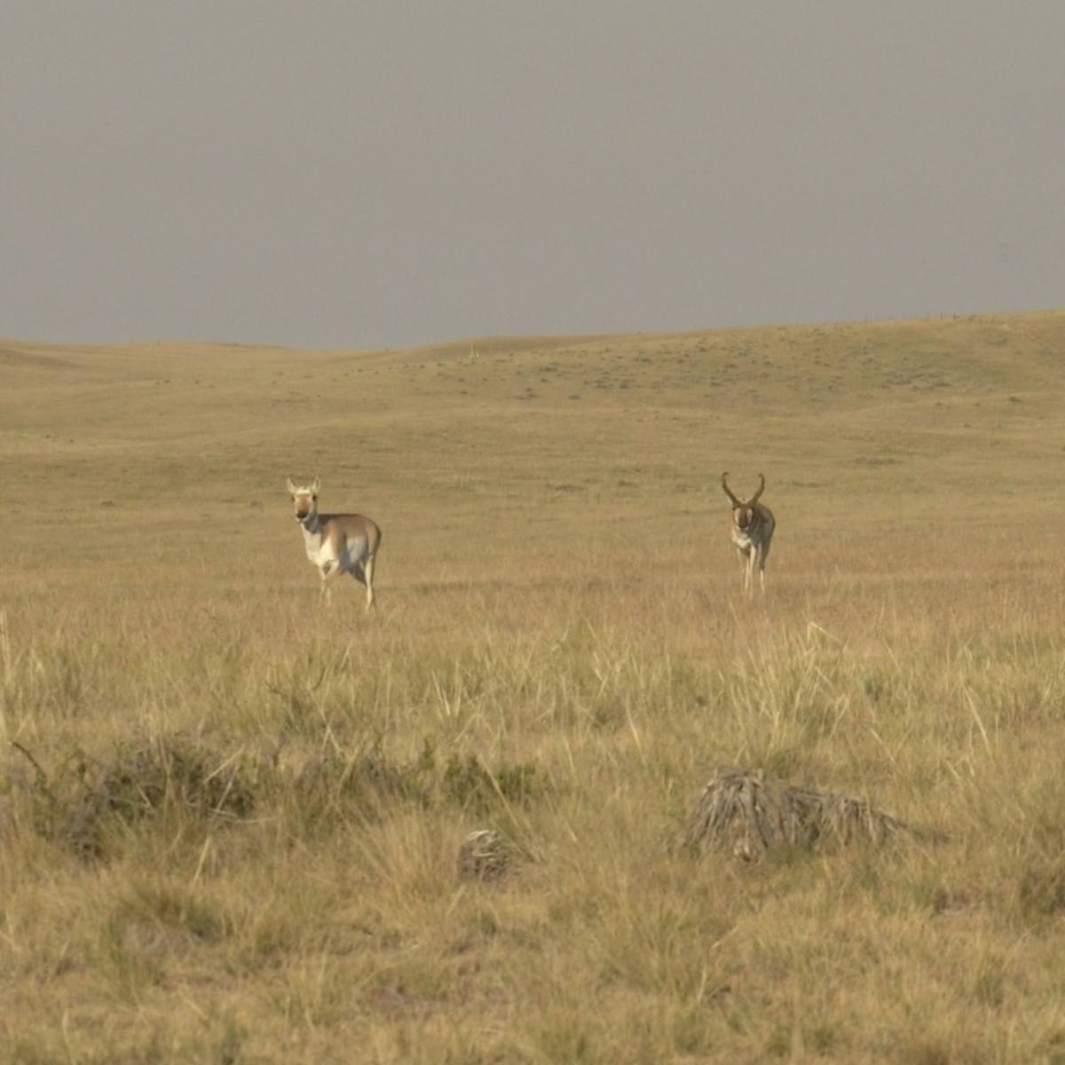 North Bear - Pronghorn Doe