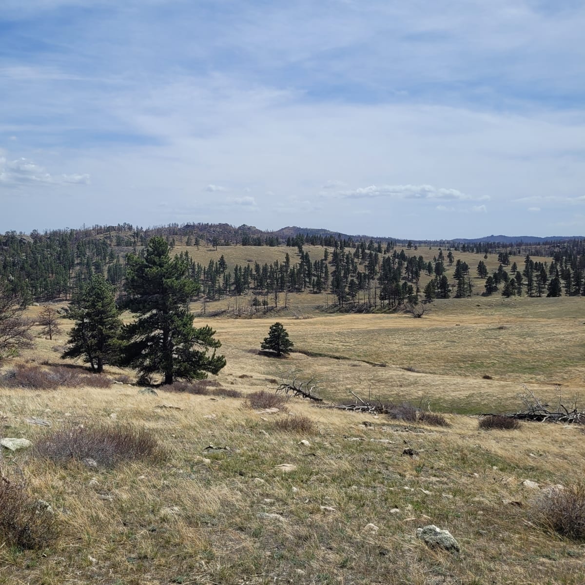 Laramie Peak Ranch South - Bull Elk 