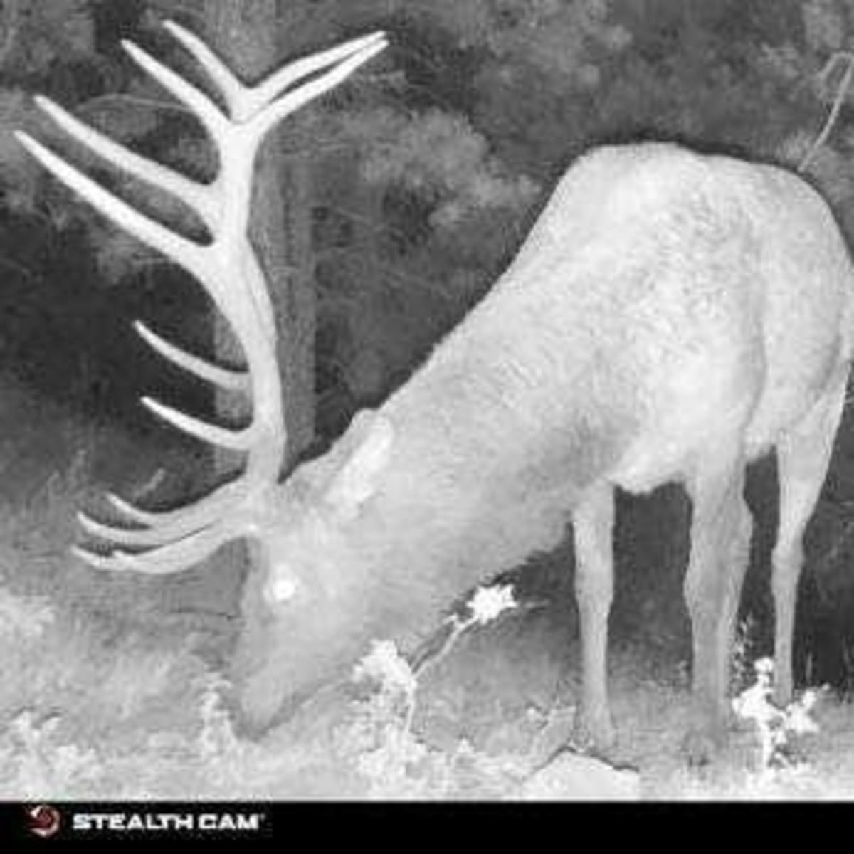 Micanite Ranch - Elk + Cabin