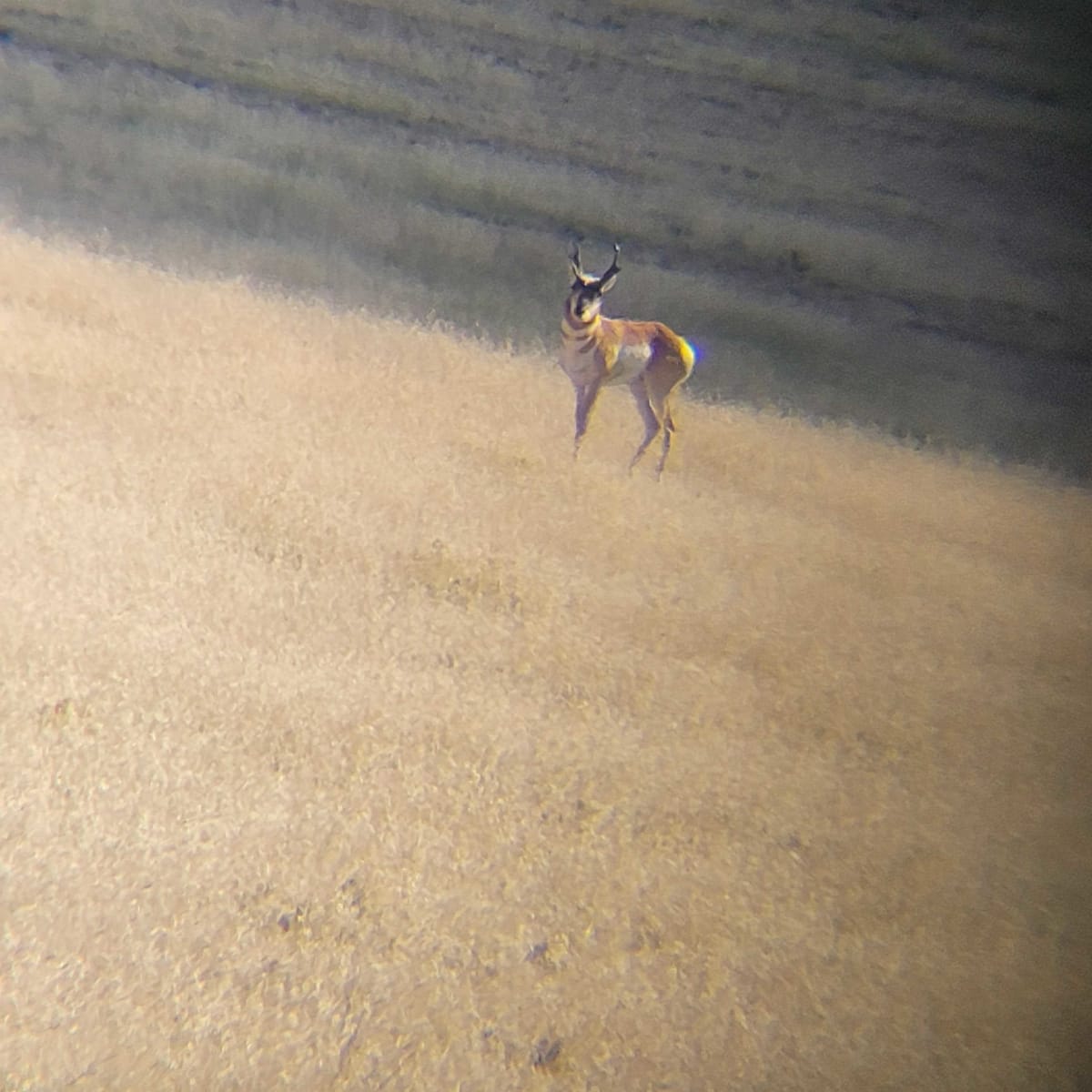 Bovina Ranch #2 - 3-Day Antelope Hunt