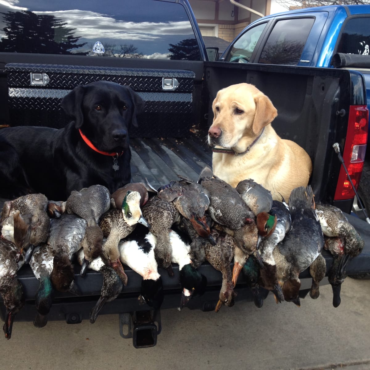 Horse Creek Duck