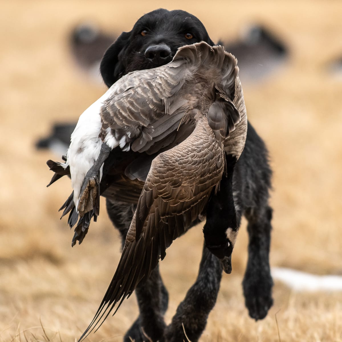 Silver Tip Waterfowl #3