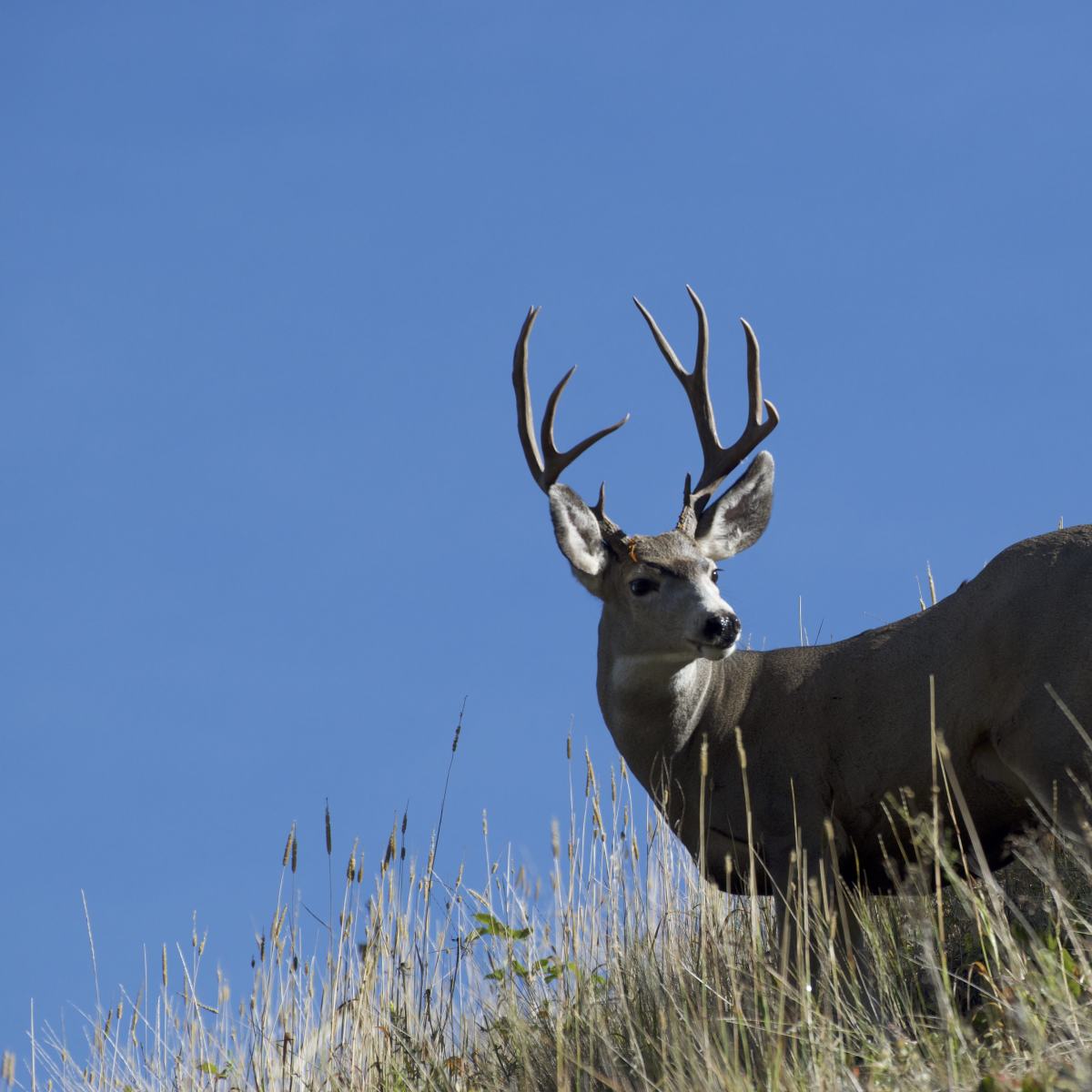 Andrus Draw Antlers - Mule Deer