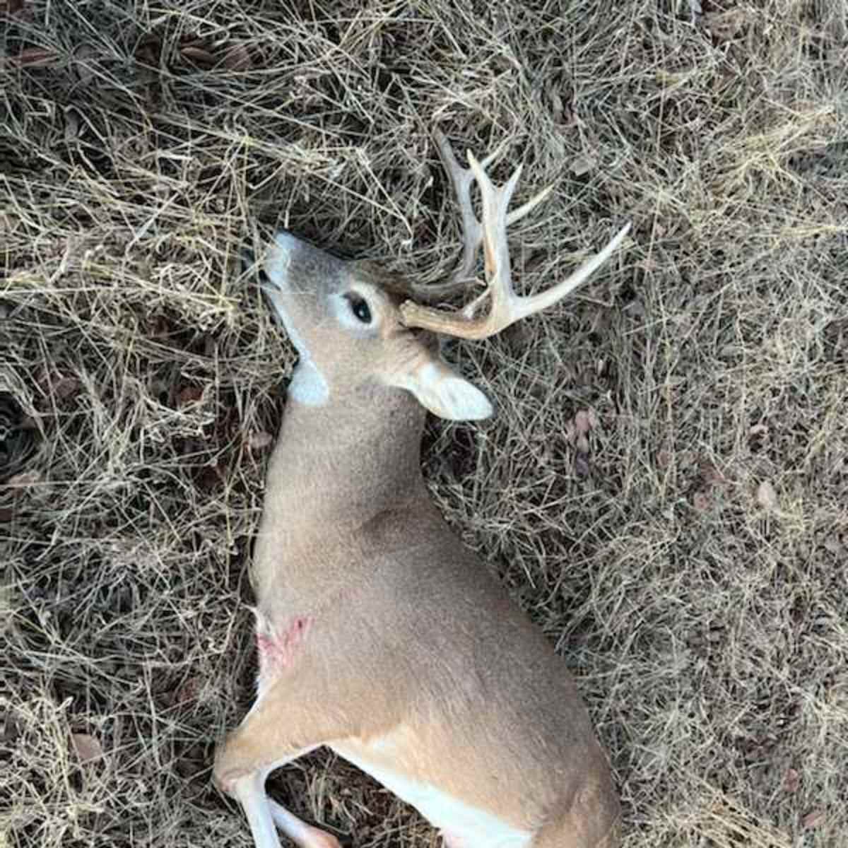 Indian Creek Deer 3 Day Whitetail Hunt