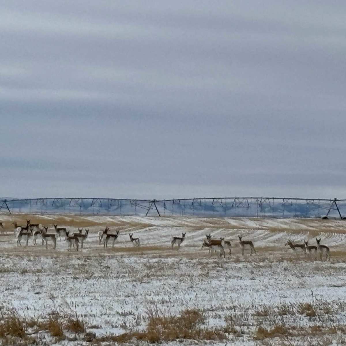 Yoder Pronghorn Doe