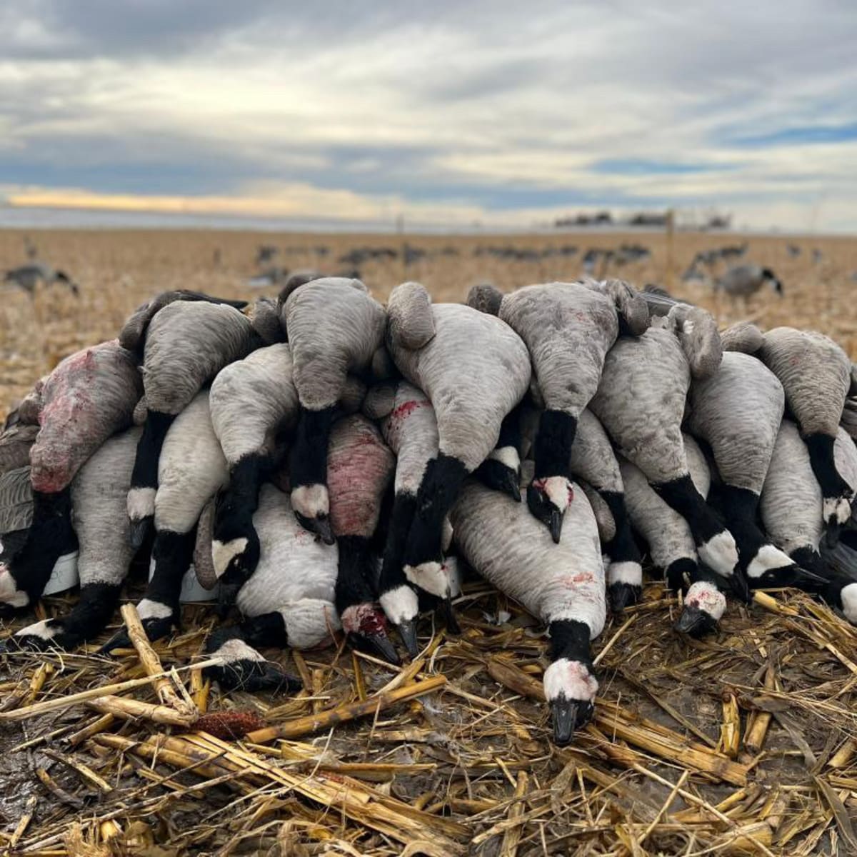 Goat Ranch Waterfowl - Layout