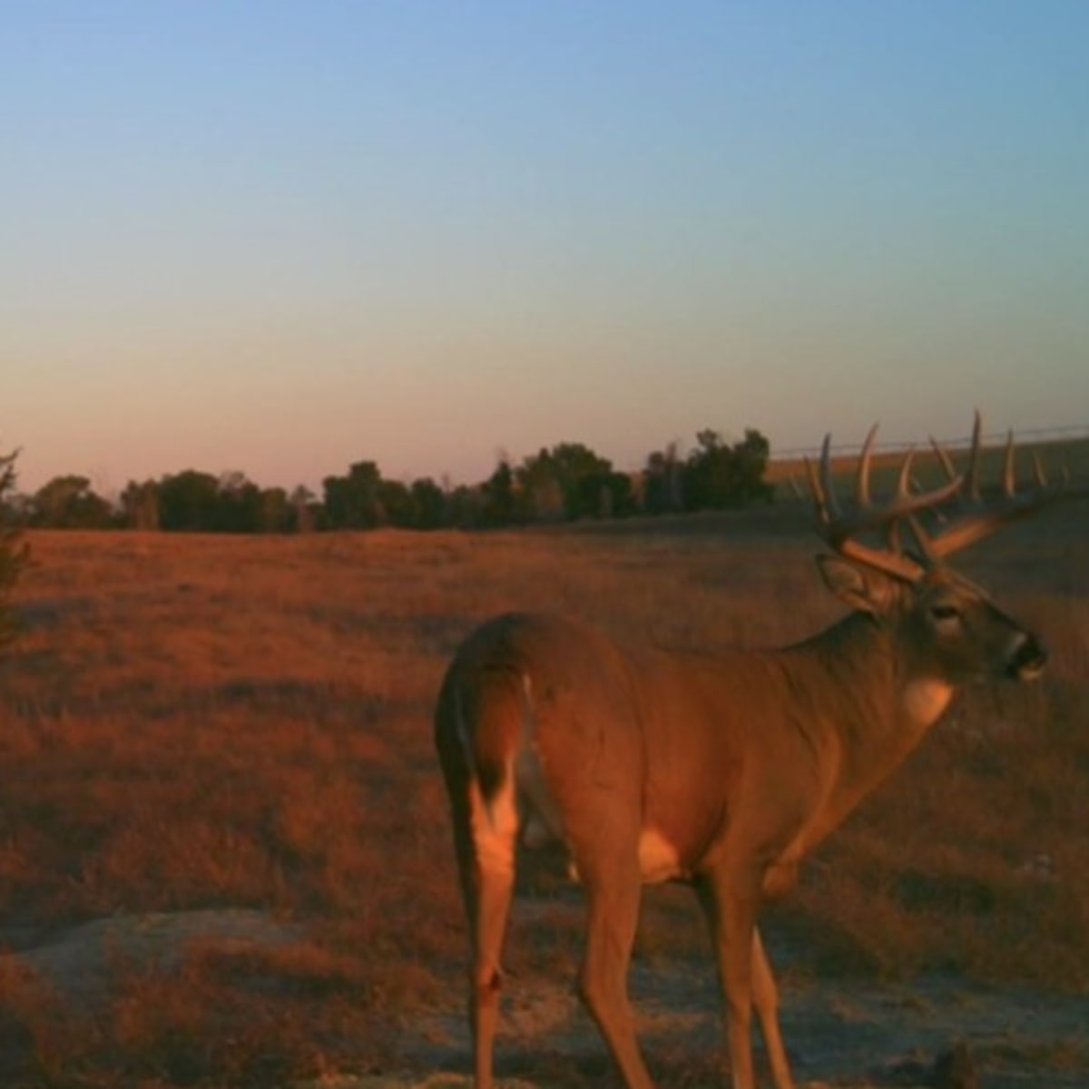 Adobe Creek - Deer