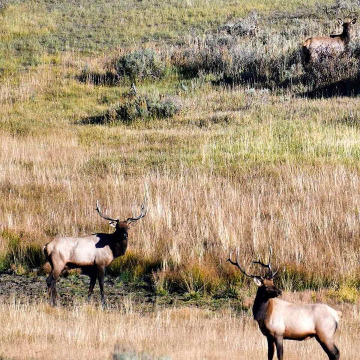 Bull Creek - Archery Elk