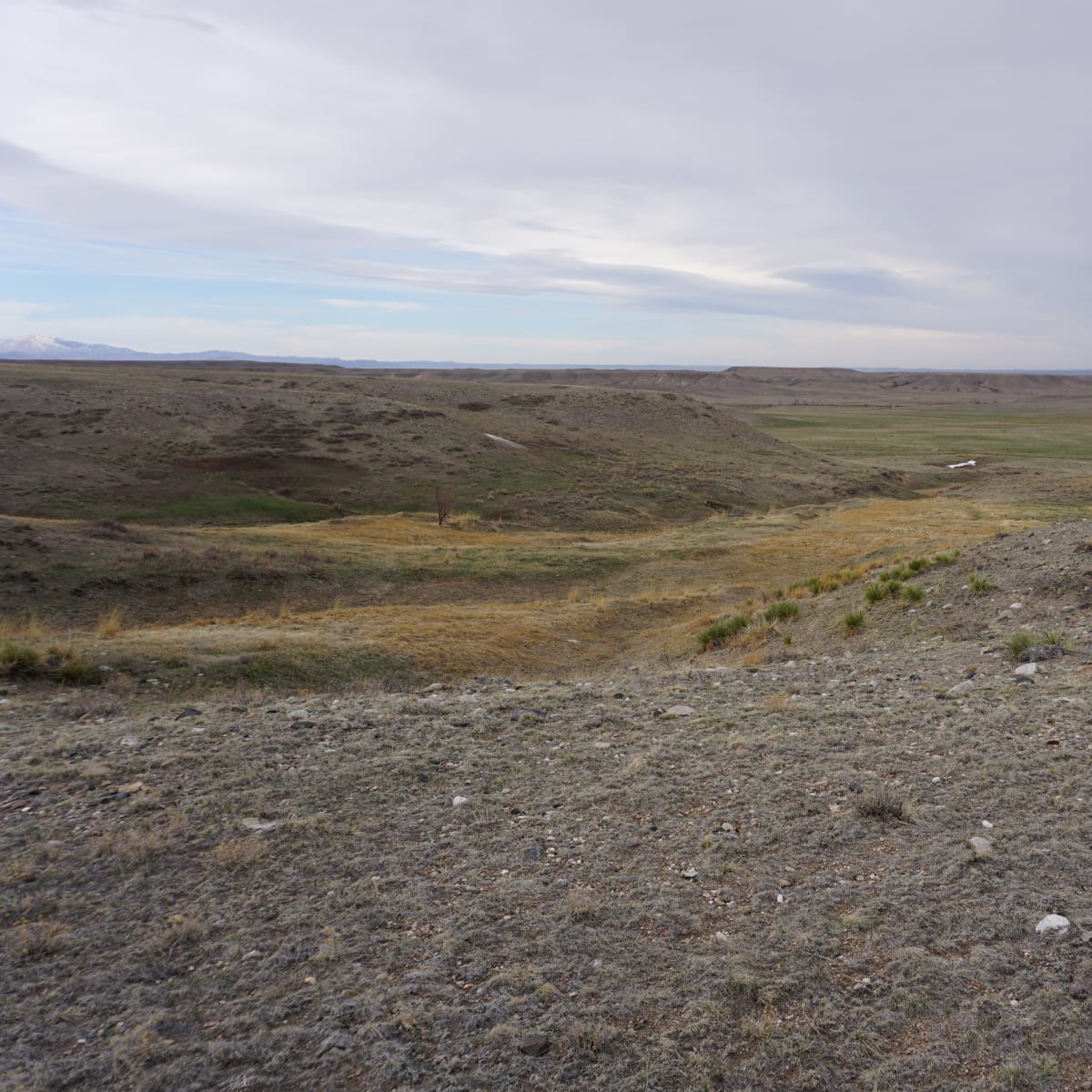 Moffet Road - Pronghorn 