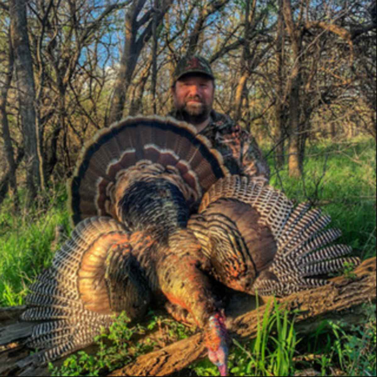 Covert Turkey Haven