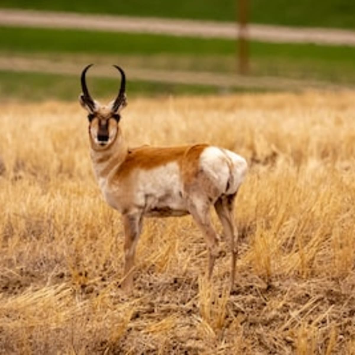 Mighty Moser - Pronghorn