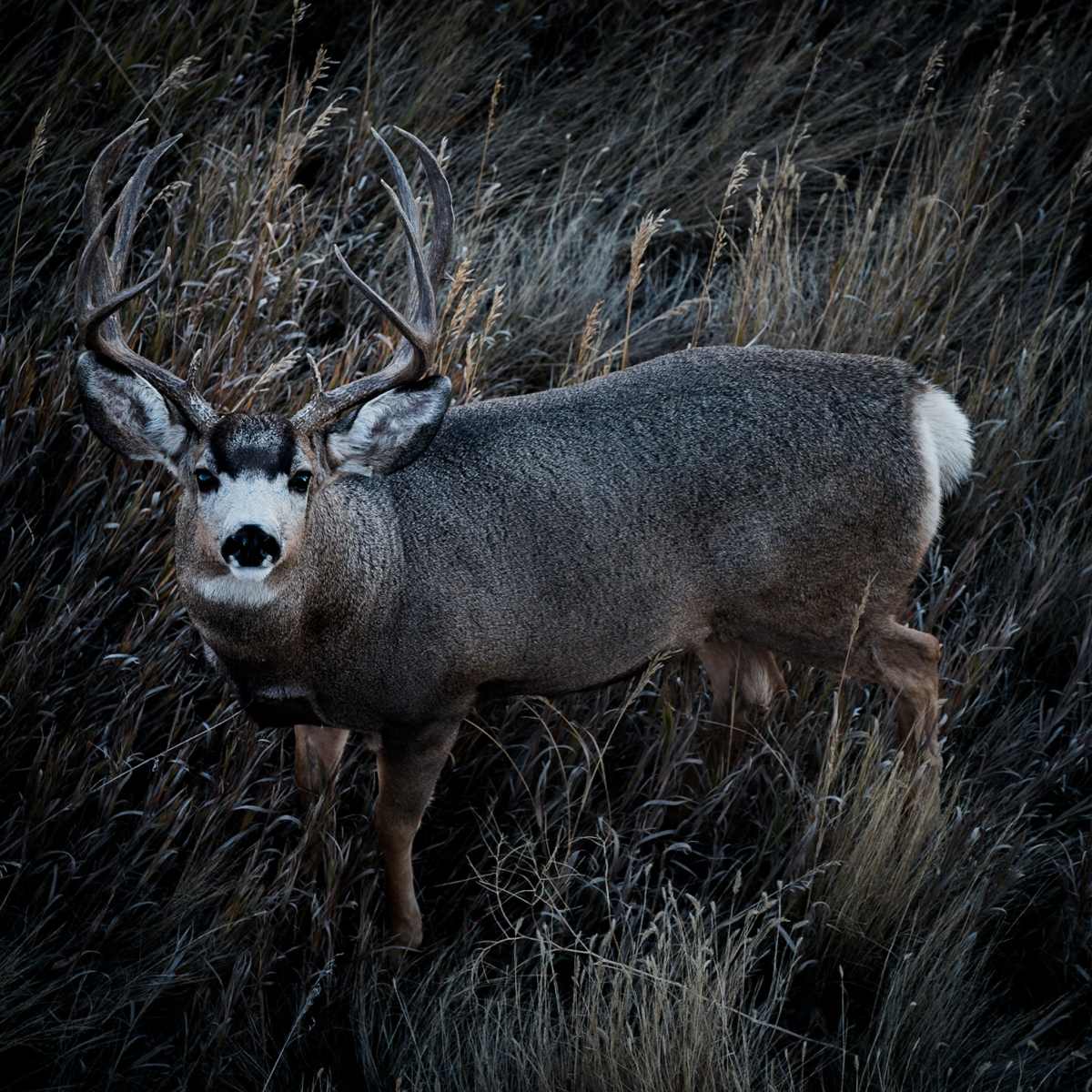 Albany Ranch- Mule Deer