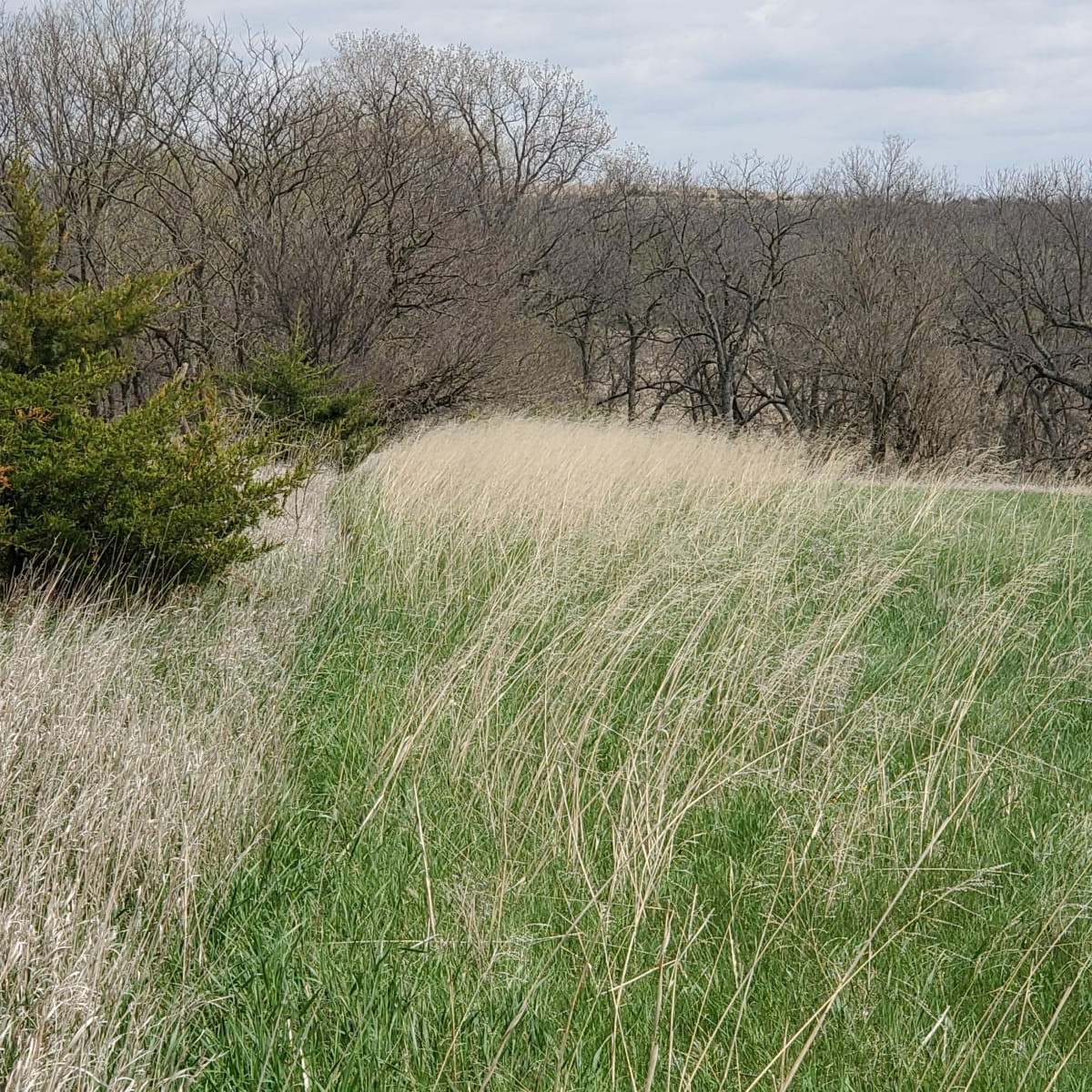 Turkey Creek Pheasant